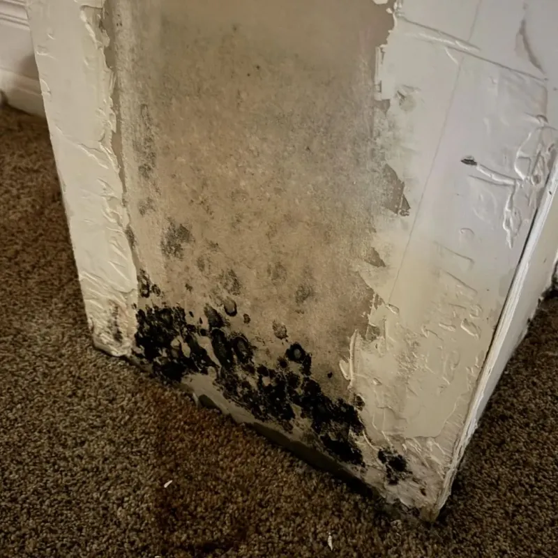 Professional Mold Removal in Eleanor, WV